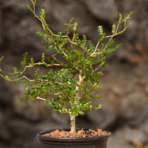 [<span class=keywords><strong>Operculicarya</strong></span> Pachypus] Caudex Suculenta, Bonsái Premium Tipo Cactus del Desierto, Espécimen de Plantas Raras Resistentes a la Sequía - Product Image 5