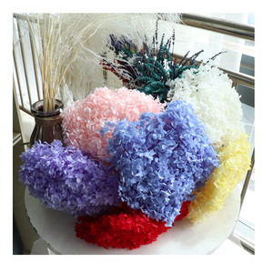 干燥绣球花保存白色永恒花天然绣球花勃艮第绣球花 - Product Image 4