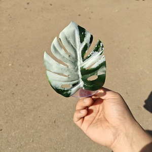 Decorazione in plastica a forma di foglia con ventosa per rettili e anfibi, per il riposo, il riparo e l'arrampicata, accessori per terrari e <span class=keywords><strong>habitat</strong></span>. - Product Image 5