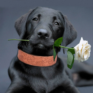 Uxury-collar de serpiente para perro, cadena para perros, gran oferta - Product Image 3