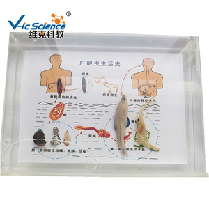 Recommandé pour l'enseignement : Spécimens préservés du cycle de vie des vers vives du foie ; Matériels pédagogiques pour l'enseignement supérieur ; Divers - Product Image 5