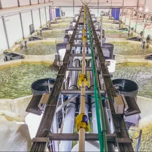 Individuelles Ras-Aquakultur-Tilapianen-Anbausystem Fischgarnelenfarm Fischzuchtzubehör kreislaufanlage