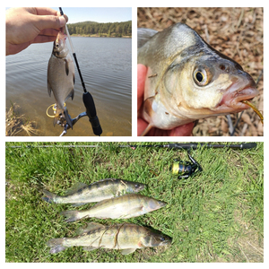 Esca Morbida in Plastica Spinpoler, Verme in <span class=keywords><strong>Silicone</strong></span> 0.3g/0.5g/0.8g, Esca Artificiale per Trota e Spigola, Attrezzatura da Pesca - Product Image 6