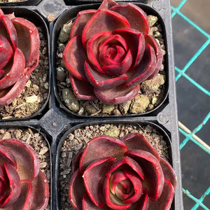 Succulentas Variadas, Mezcla de Variedades, Fáciles de Cuidar en Interiores y Exteriores, para Decoración del Hogar y Jardín, Crassulaceae - Product Image 2