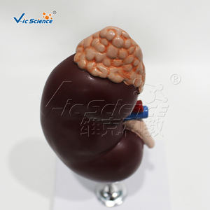 Model anatomi Ginjal manusia PVC dasar untuk pelatihan sains medis untuk sekolah dan rumah sakit - Product Image 5