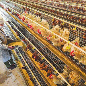 Équipement agricole galvanisé type A, nettoyage automatique des boissons, système de collecte des œufs, 3/4 couches, batterie pour volaille, cages à poulet - Product Image 5