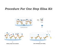 Kit en une étape IL-10 humain d'ELISA