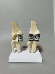 Modelo de <span class=keywords><strong>Rodilla</strong></span> Doble Artificial de Tamaño Real, Modelo de Demostración de Anatomía de <span class=keywords><strong>Rodilla</strong></span> Humana para Enseñanza y Entrenamiento Médico - Product Image 5