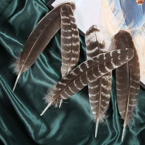 12-14in Vente en gros <span class=keywords><strong>Pas</strong></span> <span class=keywords><strong>cher</strong></span> Barred Turkey Quills Plumes <span class=keywords><strong>d</strong></span>'aile pour l'artisanat de montage de mouches <span class=keywords><strong>D</strong></span>écorations de coiffure indienne - Product Image 5