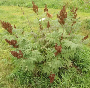 סיטונאי איכות העליון טבעי sanguisorba officinalis תמצית רדיקס sanguisorba תמצית אבקת עם המחיר הטוב ביותר - Product Image 4