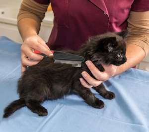 Set di toelettatura per animali domestici prodotto in acciaio inossidabile aghi per testa in metallo pidocchi Tick pidocchio pettine delle pulci - Product Image 1