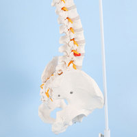 Modelo de Columna Vertebral con Músculos Pintados para Enseñanza y Aprendizaje, Personalizado de Fábrica
