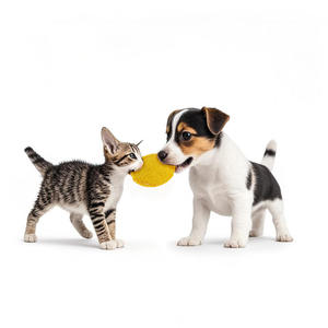 Luffa naturel avec biscuits à l'herbe à chat Jouets pour chat Meulage et nettoyage des dents Jouets - Product Image 4