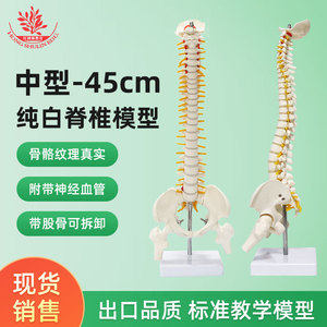 Modèle de colonne vertébrale humaine de taille moyenne FRT017, modèle pédagogique et de démonstration médecin-patient avec bassin et fémur. - Product Image 2