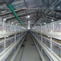 Poulailler de style ferme en acier pour l'élevage de poulets de chair dans les fermes