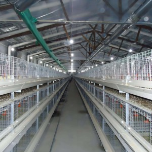 Gallinero <span class=keywords><strong>de</strong></span> Acero Estilo Rústico para la Cría <span class=keywords><strong>de</strong></span> Pollos <span class=keywords><strong>de</strong></span> Engorde en Granjas - Product Image 4