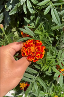Tour de plantation aéroponique verticale avec pompe, système hydroponique de culture de légumes sans terre à 9 niveaux