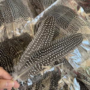 Bán Buôn Giá Rẻ Carnival Hat Trang Trí Thủ Công Mỹ Nghệ 15-20Cm Giá Rẻ Tự Nhiên Guinea Fowl Lông/Cánh Lông Lông - Product Image 1