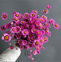 Vente en gros d'arrangements de fleurs naturelles, bouquet de marguerites roses séchées, rhodanthe