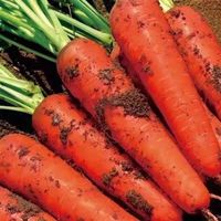 Zanahorias Frescas de Nueva Cosecha 2026, Shandong, Alta Calidad, Sabor Dulce y Crujiente, Alto Contenido de Vitaminas, Certificación GAP, Tamaños de 80-350g, Bolsa de PE de 10kg/20kg