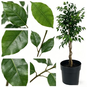 Plantas Artificiales de Ficus Pandurata de Plástico Verde - Ecológicas y de Alta Simulación para Uso en Interiores/Exteriores, Navidad, Año Nuevo - Product Image 5