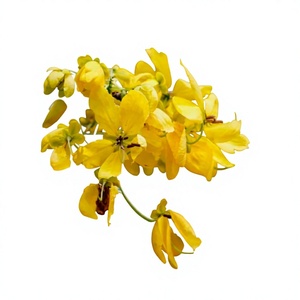 1 KG Aceite Esencial de Cassia Destilado al Vapor, Aceite de Corteza de Cinnamomum Cassia 100% Puro y Natural - Para Productos Cosméticos y de Cuidado Personal - Product Image 1