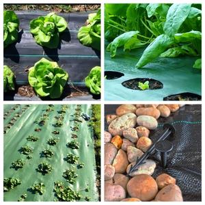 Bảo vệ PP dệt vải <span class=keywords><strong>mulch</strong></span> phim chống cỏ vải cảnh quan vườn hàng rào cho cỏ dại kiểm soát mặt đất bao gồm - Product Image 6