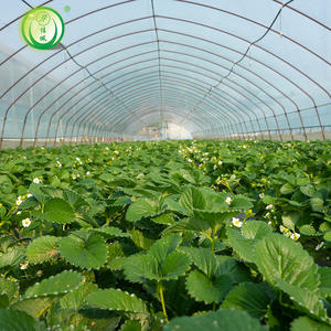 Serre agricole en plastique galvanisé <span class=keywords><strong>à</strong></span> structure résistante pour tomates, poivrons et concombres - Product Image 6