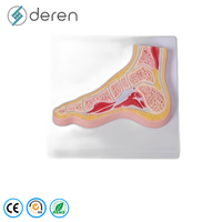 Modelo de Articulación de Cadera Humana a Tamaño Real con Ligamentos, de Silicona Suave y PVC, Modelo Anatómico de Cadera para Uso Médico y Forense