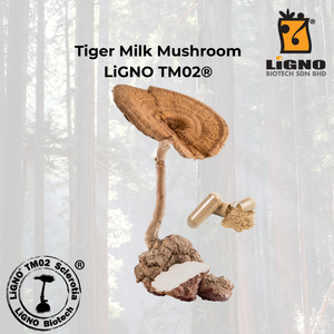 Hongos de Leche de Tigre LiGNO TM02, Fabricación por Contrato OEM ODM, Certificación Halal Kosher, Polvo Activo de Grado Alimenticio - Product Image 1