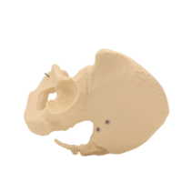 Équipement éducatif médical Pelvis de femme en PVC