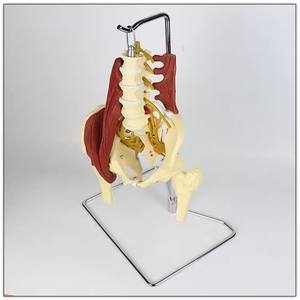 แบบจำลองกระดูกสันหลังส่วนเอวพร้อมเส้นประสาท แสดงจุดเริ่มต้นและจุดสิ้นสุดของเส้นประสาท กระดูกโครงกระดูกมนุษย์ กล้ามเนื้อ กระดูกเชิงกราน กระดูกสันหลังส่วนเอว - Product Image 2