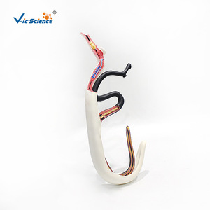 Modelo de Schistosoma Vic 14228, macho y hembra en posición de abrazo, desmontable para disección, modelo didáctico de parásito biológico. - Product Image 5