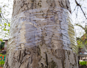 EONBON Barriera <span class=keywords><strong>Adesiva</strong></span> per Insetti su Alberi, Nastro per Tronchi, Foglio Adesivo per Parassiti del Giardino - Product Image 4