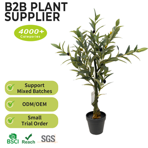 Petits oliviers en <span class=keywords><strong>pot</strong></span> de 70 cm (2 pieds) avec tronc et tiges en bois <span class=keywords><strong>pour</strong></span> la décoration de salle à manger, plantes d'intérieur – Vente en gros - Product Image 2