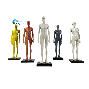 Modèle d'anatomie artistique de 30cm en résine PVC Structure musculaire et squelettique pour dessin et sculpture pour l'enseignement des sciences médicales - Product Image 1