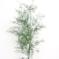 AYOYO OEM vente d'usine décoration de fête asperge fougère fleurs conservées asperges séchées naturelles fougère
