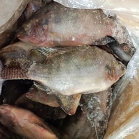 Fournisseur chinois exportant du poisson tilapia congelé entier IQF noir de haute qualité en vrac