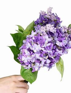 Flores Artificiales al por Mayor, Ramo <span class=keywords><strong>de</strong></span> Flores <span class=keywords><strong>de</strong></span> Tallo Único, Hortensia Morada <span class=keywords><strong>Paniculata</strong></span>, Flores Artificiales para Decoración <span class=keywords><strong>de</strong></span> Bodas y Hogar - Product Image 4