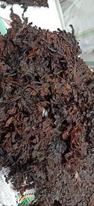 Engrais à base d'algues sargasses séchées de la marque GGN, Vietnam, meilleure qualité, prix compétitif pour l'alimentation animale, modèle SR-DSSF - Product Image 4