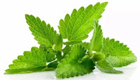Prix d'usine Poudre de saveur de menthe naturelle/Extrait de menthe poivrée/Poudre de menthe blanche