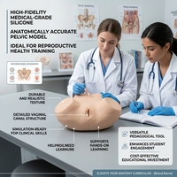 Modèle d'examen gynécologique pour femme adulte, taille réelle, PVC, pour ressources pédagogiques en obstétrique et gynécologie, CE ISO ROHS CNAS