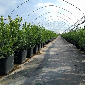 Bán sỉ 25L, 30L, 40L nhựa Blueberry phát triển <span class=keywords><strong>container</strong></span> phát triển nồi cho Blueberry - Product Image 3