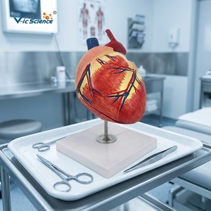 Modelo de Corazón Canino de Dos Partes en PVC, Modelo de Corazón Canino a Escala 1:1, Modelo Anatómico de Corazón de Perro, Ayuda Didáctica <span class=keywords><strong>Veterinaria</strong></span> - Product Image 2