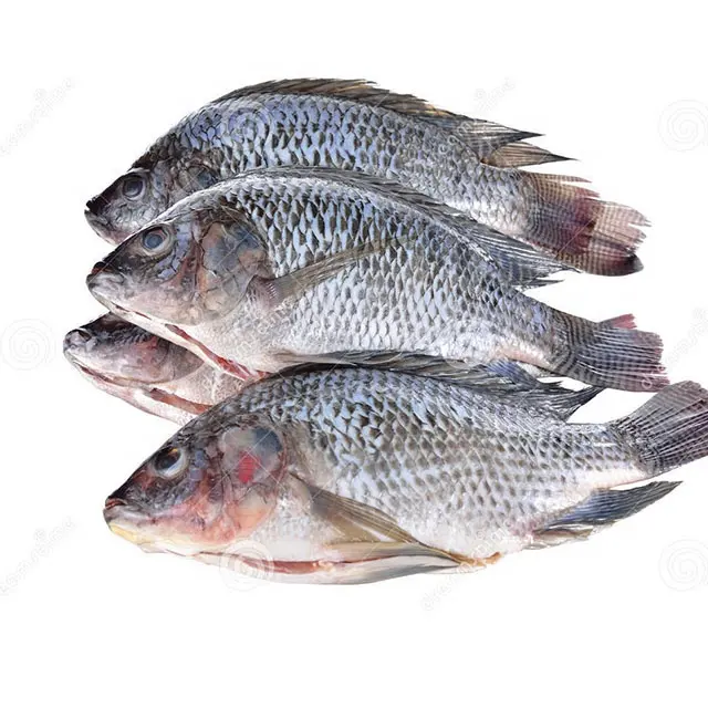 Umur Simpan 24 Bulan dan Jenis Produk Ikan Terbaik Fresh Frozen Tilapia