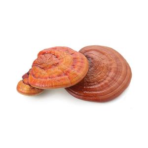 Экстракт грибов Lingzhi & <span class=keywords><strong>Reishi</strong></span>, сушеный кофе - Product Image 5