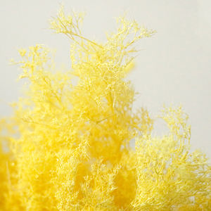 Micro Paysage Arbres Arbustes DIY Cadre Photo Peinture Décoration Modèle Architectural Vie Éternelle Fleur Saint Valentin - Product Image 3