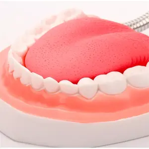 Modello Dentale Didattico con Ingrandimento 6x, Forniture Odontoiatriche, Protesi Linguale Senza Giunture con 28 Denti - Product Image 4