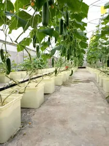 Голландские ведра гидропонная система выращивания для сельскохозяйственных теплиц