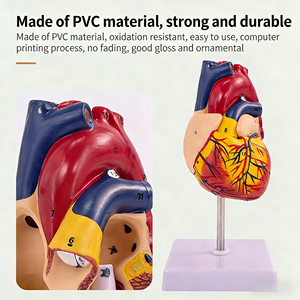 Modelo de Anatomía del Corazón Humano a Escala 1:1, Desmontable, para Enseñanza Médica, para Entrenamiento en Ecografía B y Doppler Color - Product Image 3